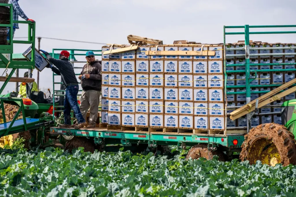 Workers loading boxes of harvested vegetables onto a farm trailer