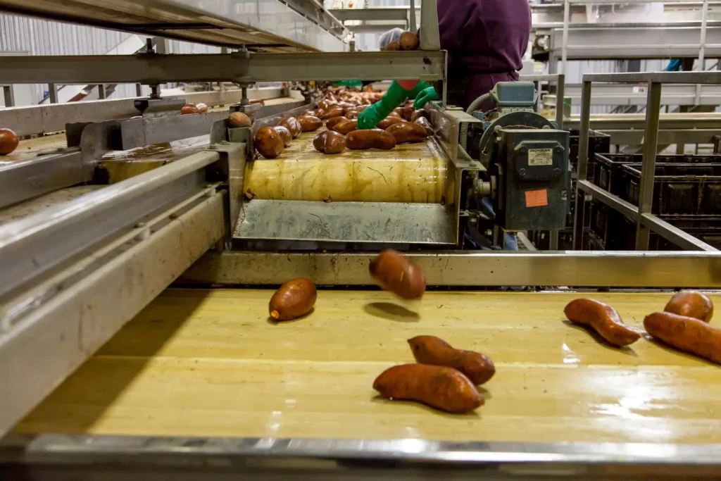 Worker sorting sweet potatoes on a processing conveyor
