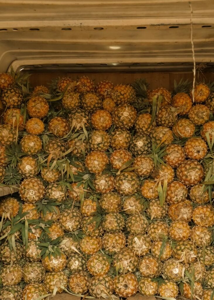 Fresh pineapples stacked for distribution
