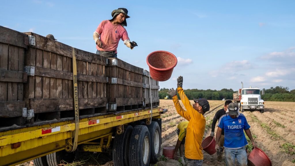 Workers loading harvested produce bins onto a farm truck